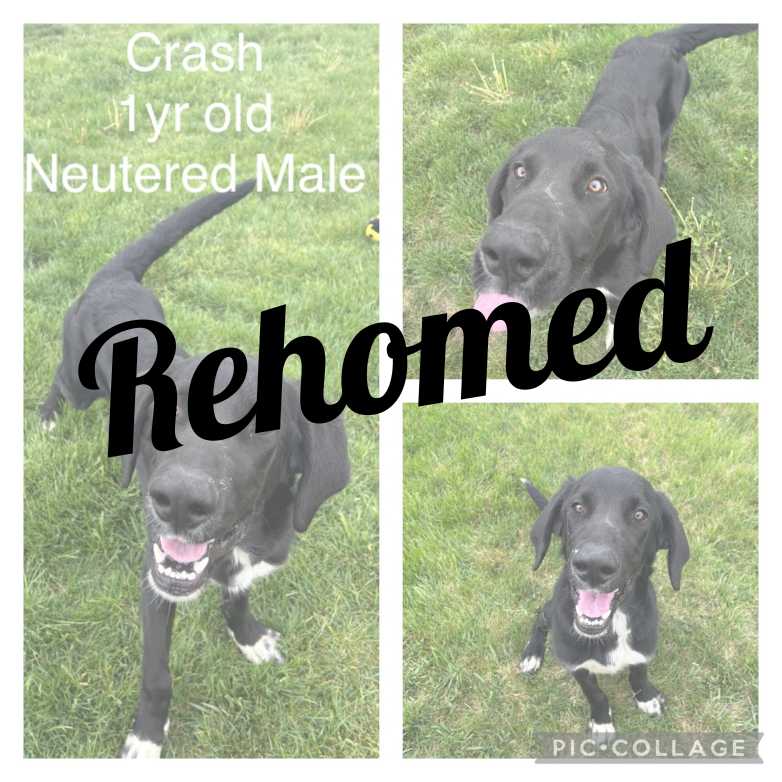 Adopted dog named Crash. 